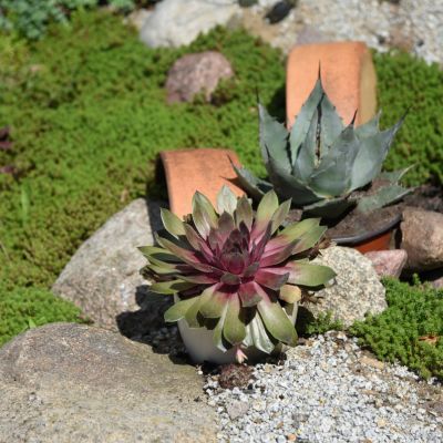 Joubarbe BigSam Pink Pomelo - Leaderplant