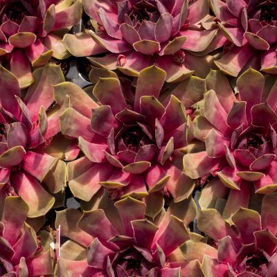 Joubarbe BigSam Pink Pomelo - Leaderplant