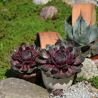 Joubarbe BigSam Purple Quartz - Leaderplant