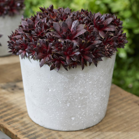 Joubarbe Blushing Garnet ® Colorockz   - Leaderplant
