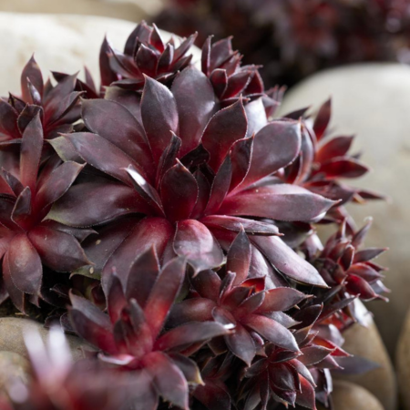Joubarbe Blushing Garnet ® Colorockz   - Leaderplant