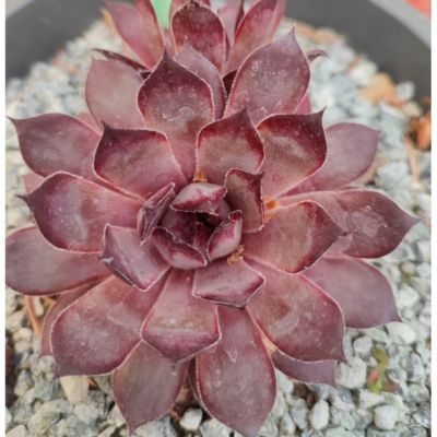 Joubarbe Chic Charms ® Grape Galaxy - Leaderplant