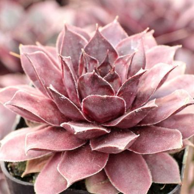 Joubarbe Chic Charms ® Grape Galaxy - Leaderplant