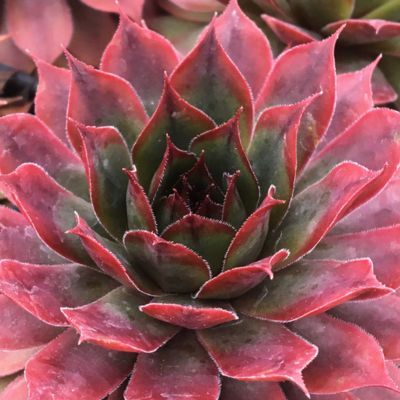 Joubarbe Chick Charms ® Autumn Apple ® - Leaderplant