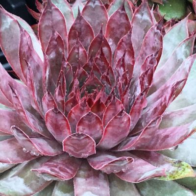 Joubarbe Chick Charms ® Autumn Apple ® - Leaderplant