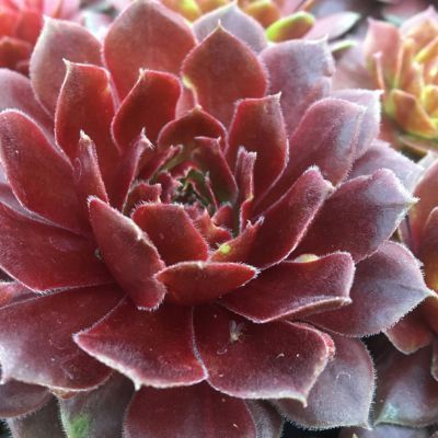 Joubarbe Chic Charms ® Berry Bomb - Leaderplant