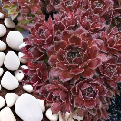 Joubarbe Chic Charms ® Berry Bomb - Leaderplant