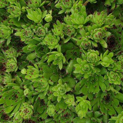 Sempervivum Chick Charms ® 'Appletini' ® - Joubarbe - Leaderplant