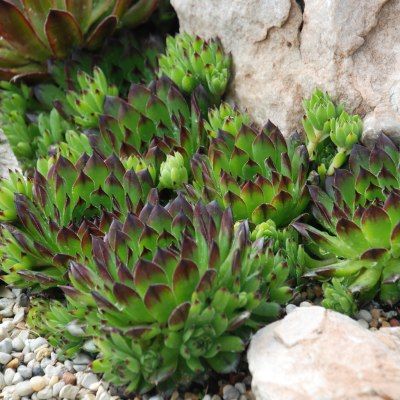 Sempervivum Chick Charms ® 'Appletini' ® - Joubarbe - Leaderplant