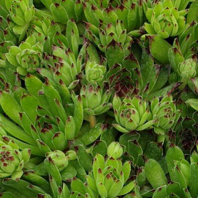 Sempervivum Chick Charms ® 'Appletini' ® - Joubarbe - Leaderplant