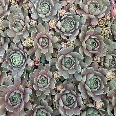Sempervivum Chick Charms ® 'Berry Blues' ® - Joubarbe - Leaderplant
