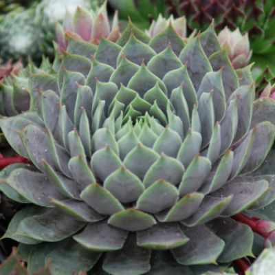 Sempervivum Chick Charms ® 'Berry Blues' ® - Joubarbe - Leaderplant