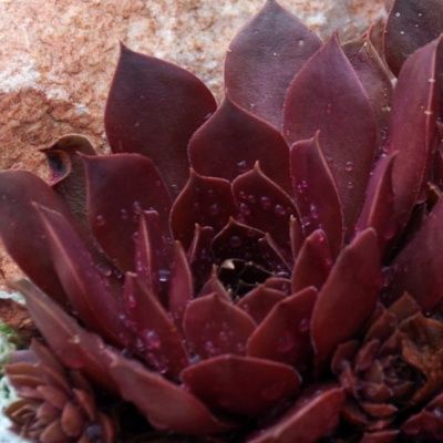 Sempervivum Chick Charms ® 'Chocolate Kiss' ® - Joubarbe - Leaderplant
