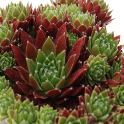 Sempervivum Chick Charms ® Cinnamon Stardust ® - Joubarbe - Leaderplant