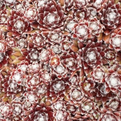 Sempervivum Chick Charms ® 'Cosmic Candy' ® - Joubarbe - Leaderplant