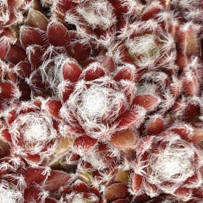 Sempervivum Chick Charms ® 'Cosmic Candy' ® - Joubarbe - Leaderplant