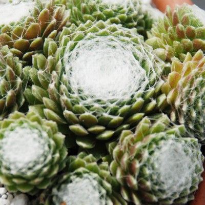 Sempervivum Chick Charms ® 'Cotton Candy' ® - Joubarbe - Leaderplant