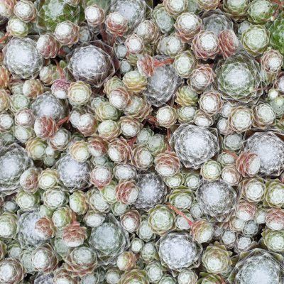 Sempervivum Chick Charms ® 'Cotton Candy' ® - Joubarbe - Leaderplant