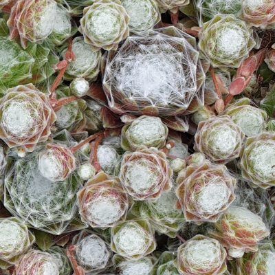 Sempervivum Chick Charms ® 'Cotton Candy' ® - Joubarbe - Leaderplant