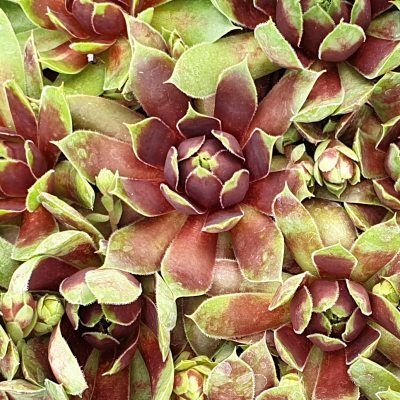 Sempervivum Chick Charms ® Cranberry Cocktail ® - Joubarbe - Leaderplant