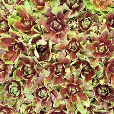Sempervivum Chick Charms ® Cranberry Cocktail ® - Joubarbe - Leaderplant