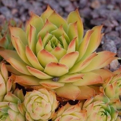 Sempervivum Chick Charms ® Gold Nugget ® - Joubarbe - Leaderplant