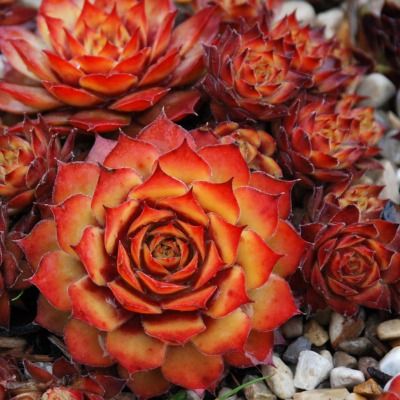 Sempervivum Chick Charms ® Gold Nugget ® - Joubarbe - Leaderplant