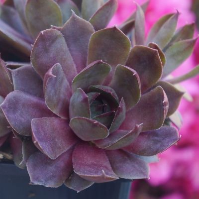 Sempervivum Chick Charms ® Plum Parfait ® - Joubarbe - Leaderplant
