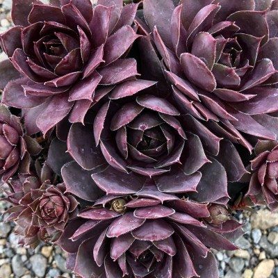Sempervivum Chick Charms ® Plum Parfait ® - Joubarbe - Leaderplant