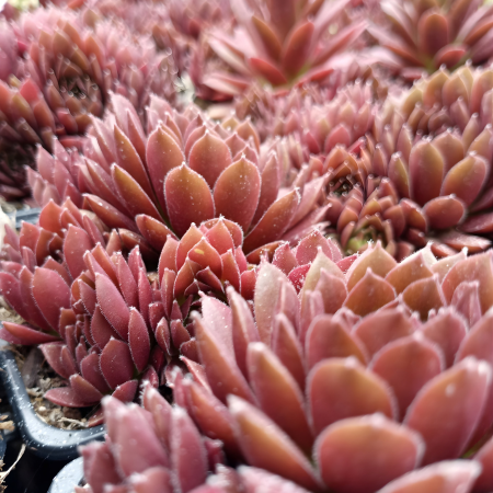 Joubarbe Coral Red en mini-motte  - Leaderplant