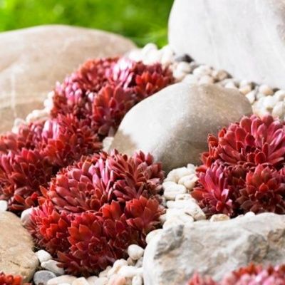 Joubarbe Coral Red ® - Leaderplant