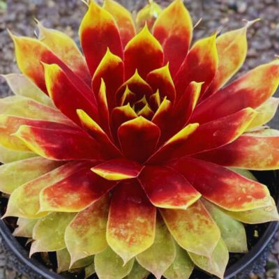 Sempervivum Gold Mine Chick Charms Giant - Joubarbe - Leaderplant