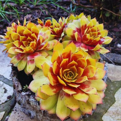Sempervivum Gold Mine Chick Charms Giant - Joubarbe - Leaderplant