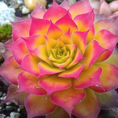 Sempervivum Chick Charms ® Gold Nugget ® - Joubarbe - Leaderplant