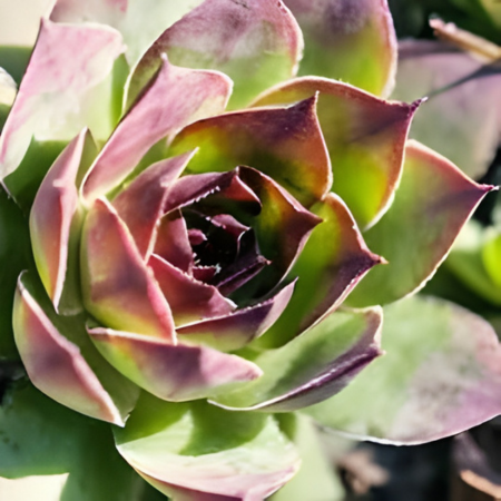 Joubarbe Kalinda en mini-motte - Leaderplant