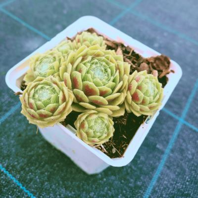 Joubarbe Lemon Flare ®  - Leaderplant