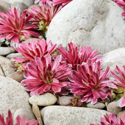 Joubarbe Lotus Blossom - Leaderplant