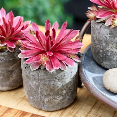 Joubarbe Lotus Blossom - Leaderplant