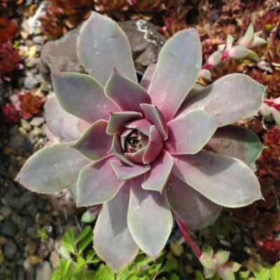 Sempervivum Steel Apple Chick Charms Giant - Joubarbe - Leaderplant