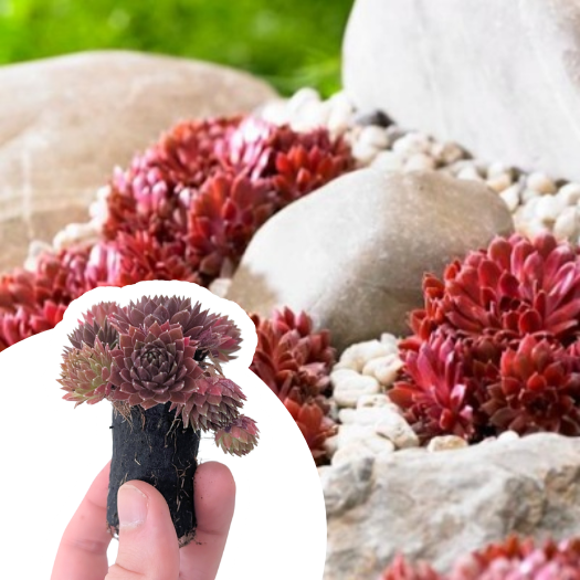 Joubarbe Coral Red en mini-motte  - Leaderplant