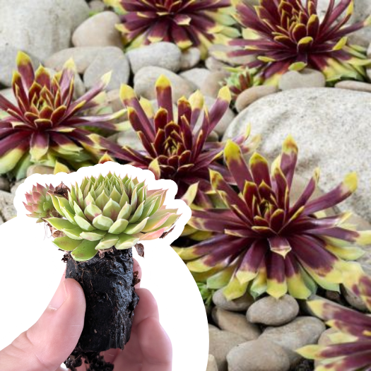 Joubarbe Chick Charms ® Gold Rush ® en mini-motte - Leaderplant