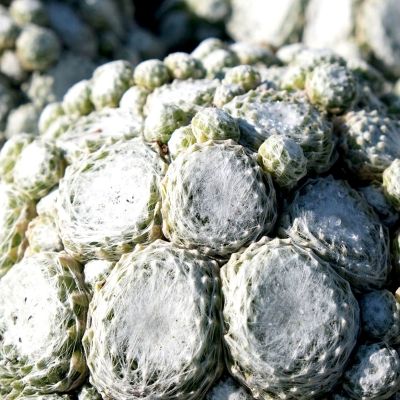 SEMPERVIVUM arachnoideum Arctic White ® - Leaderplant