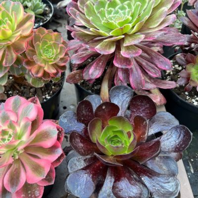 SEMPONIUM Destiny Surreal ®  - Leaderplant