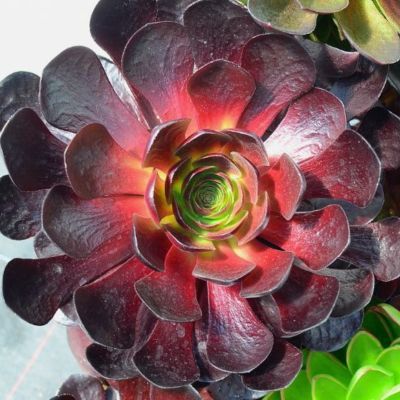 SEMPONIUM Destiny Surreal ®  - Leaderplant