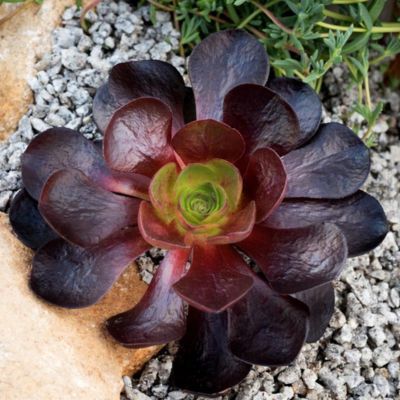 SEMPONIUM Destiny Surreal ®  - Leaderplant