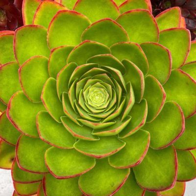 SEMPONIUM Diamond Surreal ®  - Leaderplant