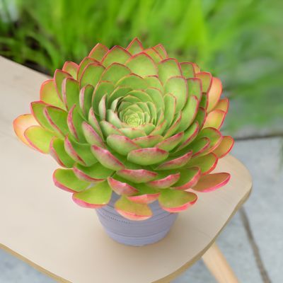SEMPONIUM Diamond Surreal ®  - Leaderplant