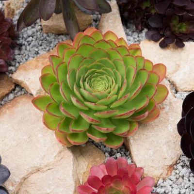 SEMPONIUM Diamond Surreal ®  - Leaderplant