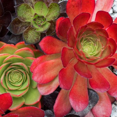 SEMPONIUM Sienna Surreal ®  - Leaderplant