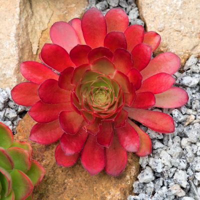 SEMPONIUM Sienna Surreal ®  - Leaderplant